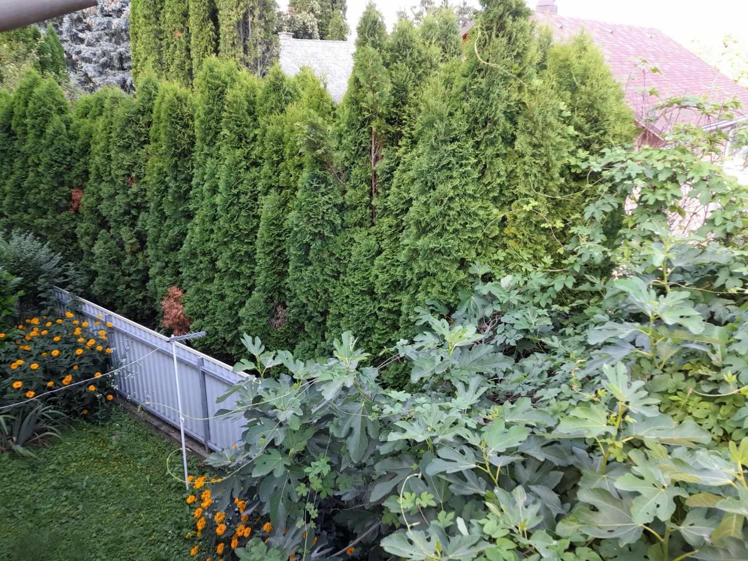 Ferienwohnung Harmonia Vendeghaz 100 Meterre Az Igali Gyogyfuerdotol Exterior foto